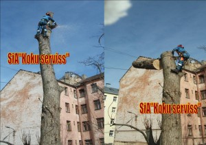 Bīstamo koku zāģēšana