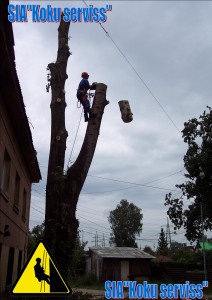 Bīstamo koku zāģēšana.