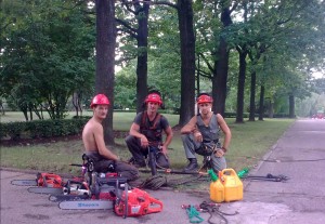 Profesionāla bīstamo koku zāģēšana