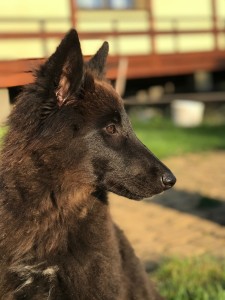 Бельгийская овчарка Грюне