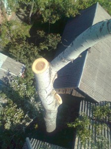 Bīstamo koku zāģēšana