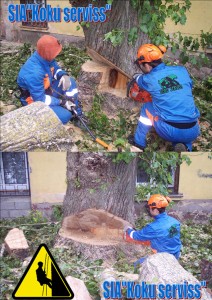 Bīstamo koku zāģēšana.u.c