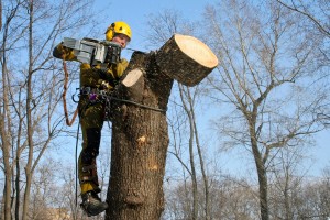 Bīstamo koku zāģēšana un kopšana