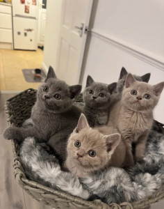 Britu īsspalvainie kaķēni – rūpīgi audzēti