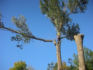 Bīstamo koku zāģēšana