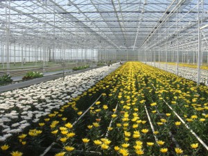 DARBS FABRIKĀ LIELBRITĀNIJĀ.