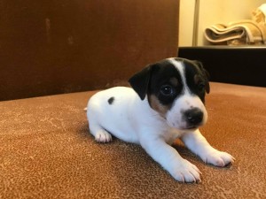 Džeka rassel terjera kucēni