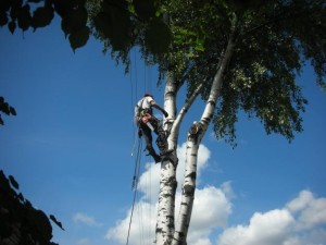 koku zāģēšana,teritoriju sakopšana,u.c