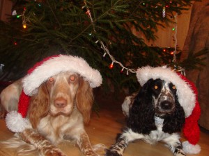 krievu spaniels
