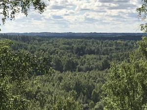 Līdz 20000Eur/ha. Maksimāli augstas cenas Visā Latvijā par Mežu