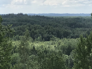 Līdz 20000Eur/ha. Maksimāli augstas cenas Visā Latvijā par Mežu