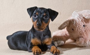 Maza ,bezgala mīļa Pundurpinčera meitene!