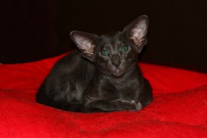 Ориентальный котенок