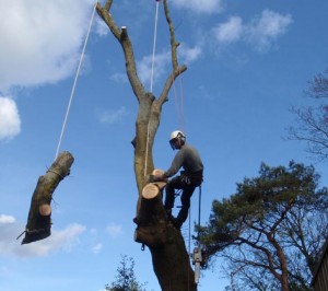 Profesionāla bīstamo koku zāģēšana