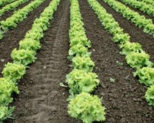 Piedāvājam strādāt kādā no saimniecībām Lielbritānijā.