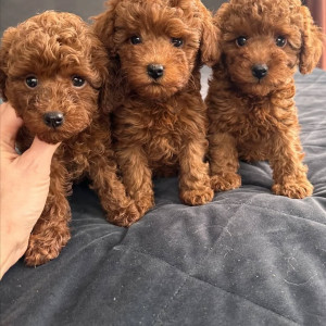 Pieejami skaisti rotaļu pūdeļu kucēni.