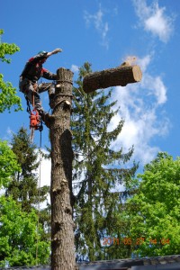 Профессиональное и безопасное удаление деревьев