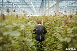 Работа для Девушек и Семейных Пар в Голландии .