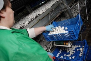 Sēņu audzētava Īrijā aicina darbā darbiniekus.