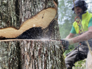 Sertificētu arboristu pakalpojumi