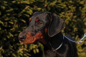 щенки добермана