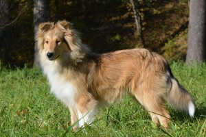 Щенок длинношерстной колли