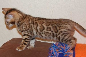 Skaisti Bengālijas Kaķēni