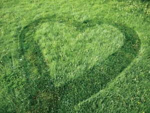 Zāles pļaušana un zāles pļaušanas cena