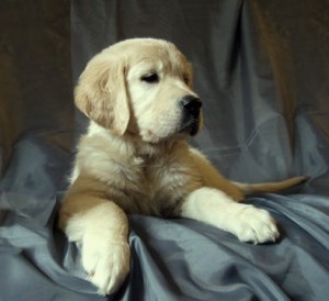 ,Zeltainā retrivera kucēni