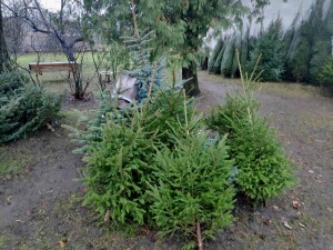 Ziemassvētku eglītes