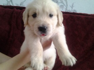 Золотистый ретривер