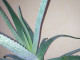 Alveja / Алоэ / Aloe vera