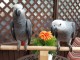 Grey papagaiļi meklē jaunu māju.