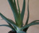 Alveja / Алоэ / Aloe vera