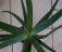Alveja / Алоэ / Aloe vera
