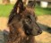 Бельгийская овчарка Грюне
