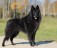 Бельгийская овчарка Грюне