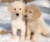 ,Zeltainā retrivera kucēni